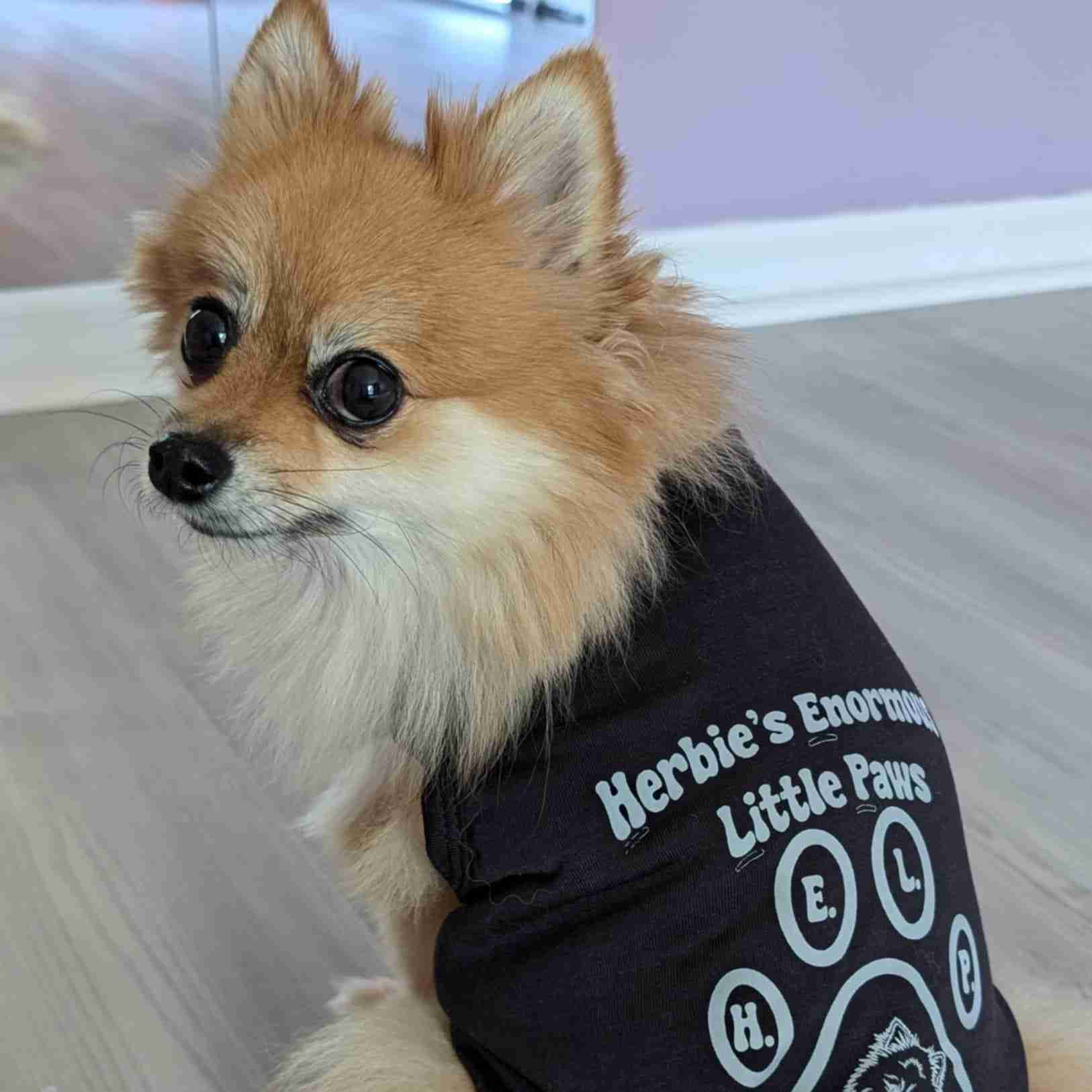 Herbie Service Dog for LilyBree Brannigan - Ambassador - Invisible Disabilities Association